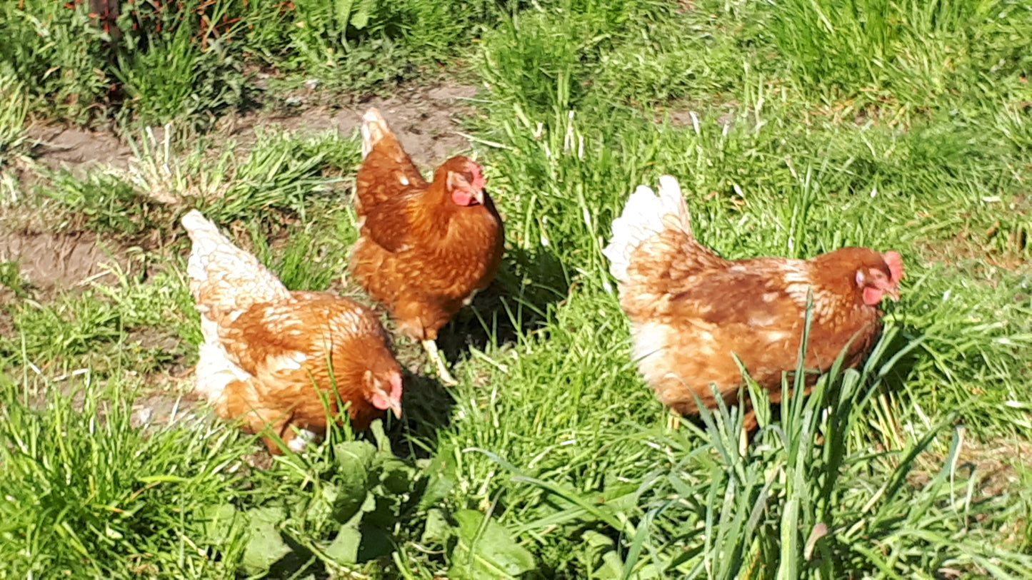 10 Stk. Hühnerbruteier - Lohmann braun Classic - Legehybride-Bruteier