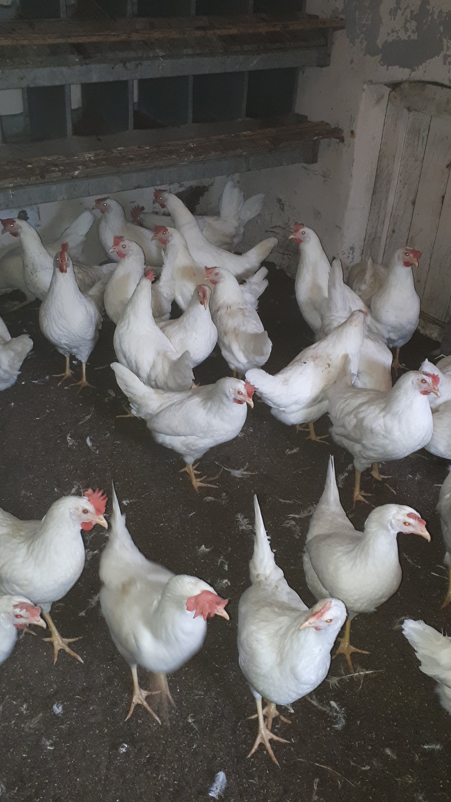 10 Stk. Hühnerbruteier - weiße Leghorn LSL Classic - Legehybride - Bruteier