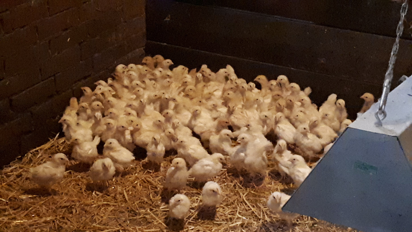 10 Stk. Hühnerbruteier - weiße Leghorn LSL Classic - Legehybride - Bruteier