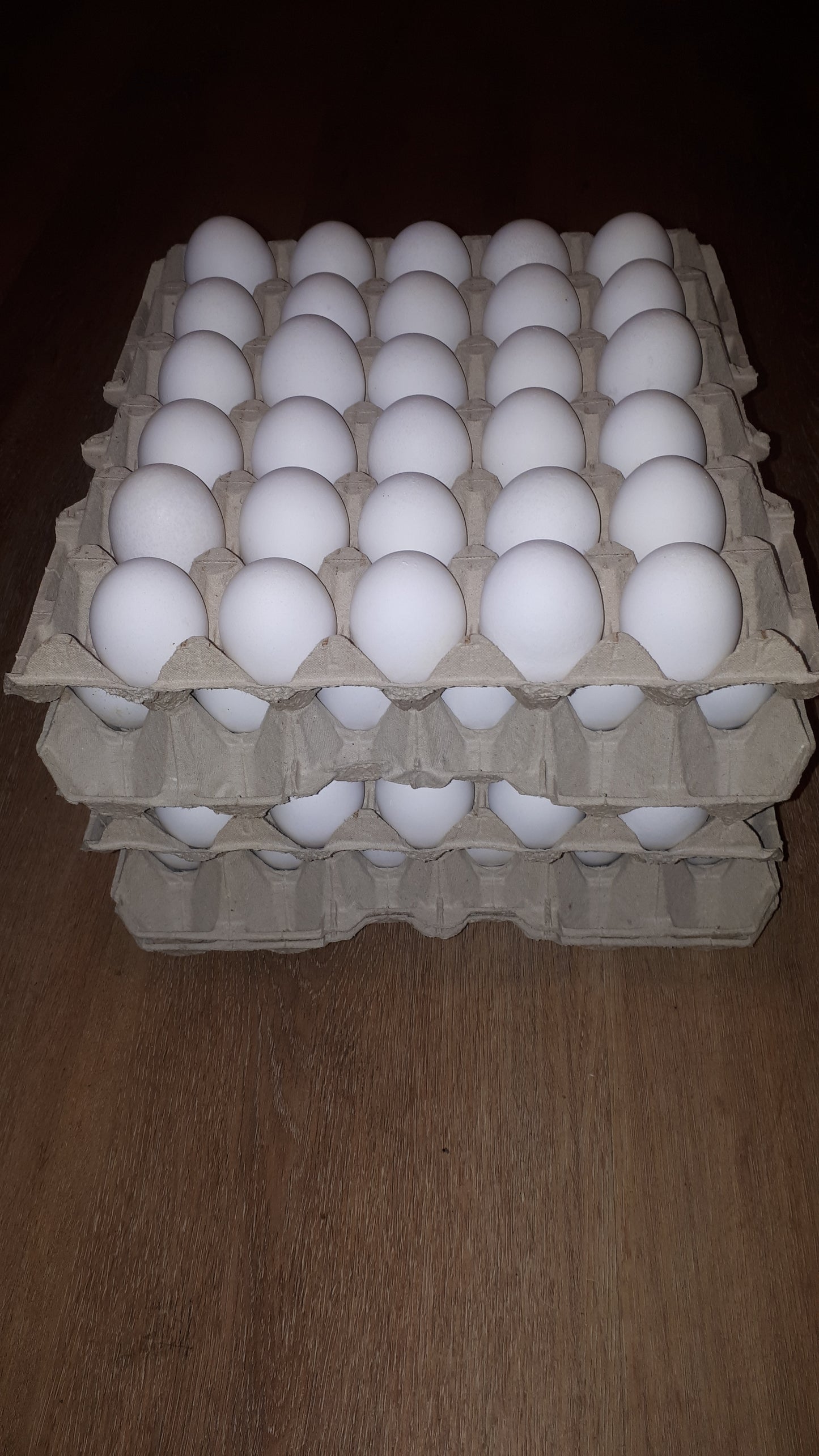 10 Stk. Hühnerbruteier - weiße Leghorn LSL Classic - Legehybride - Bruteier