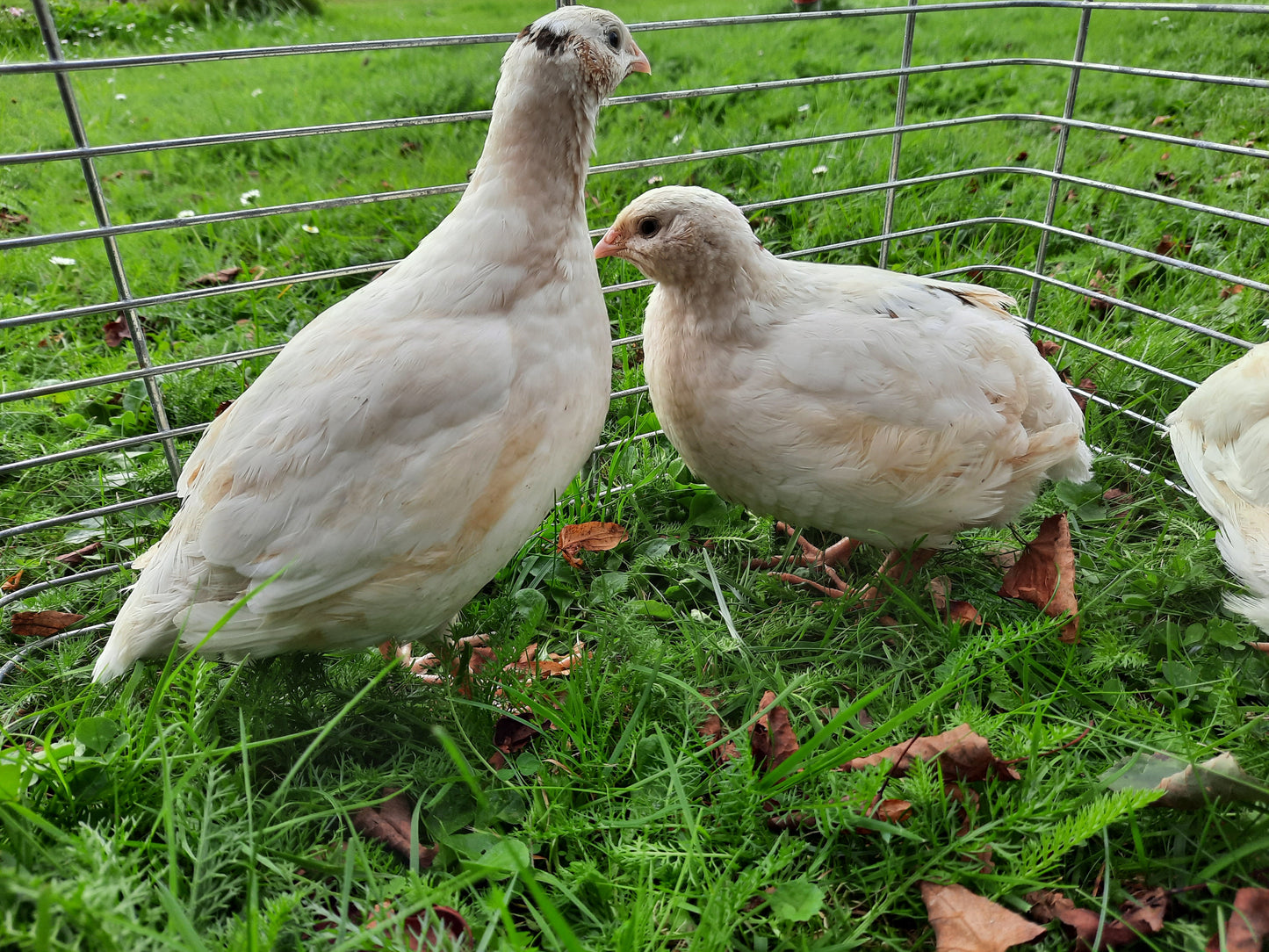 36 Stück Bruteier Texas Jumbo XXL Mastwachteln, Wachtelbruteier, Wachteln