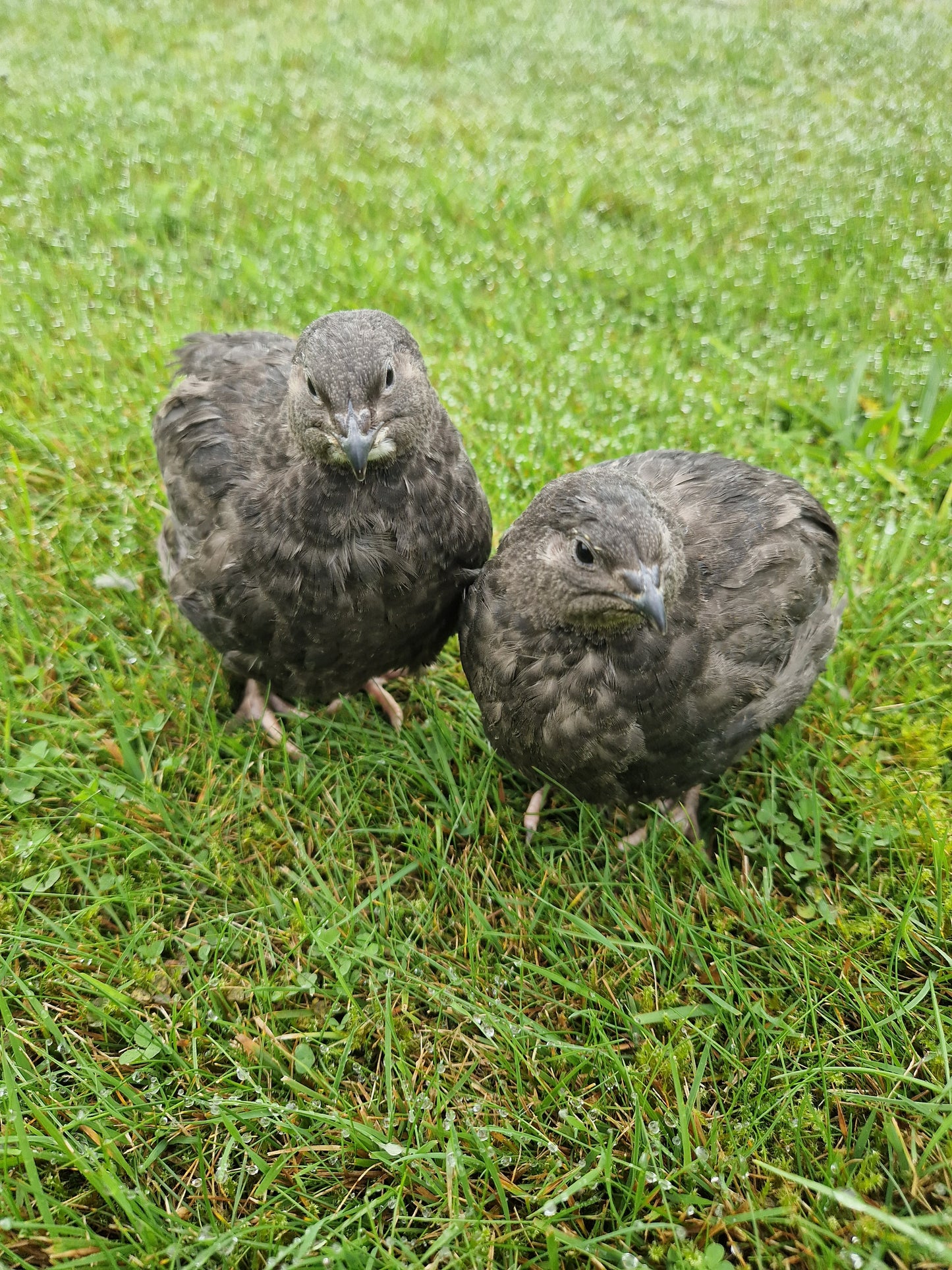 Neu! 12 Bruteier Schwarze Legewachteln, reinerbig, Wachtelbruteier, Wachteln