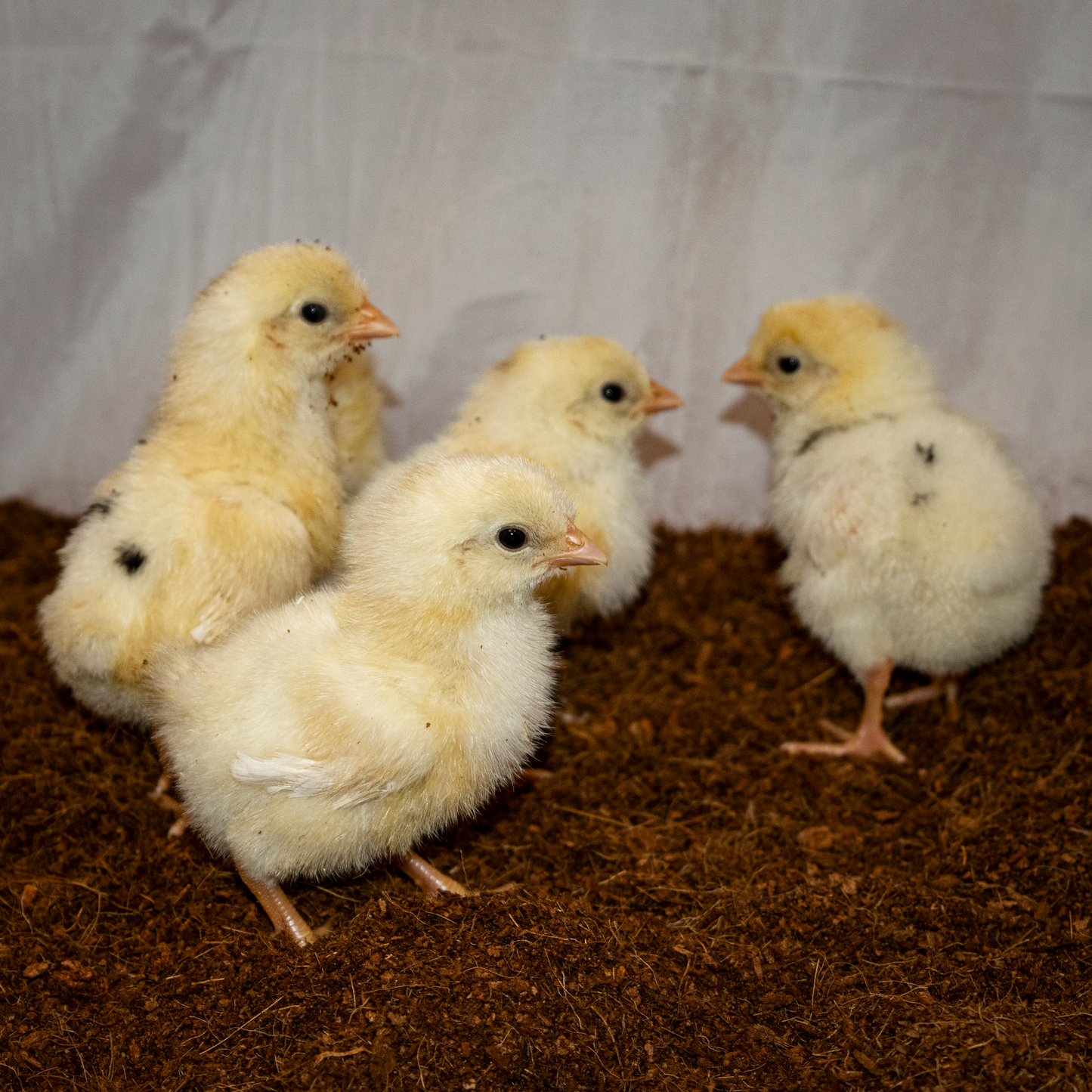 10 Stk. Hühnerbruteier - Grünleger - Blauleger - Olivleger - Legehybride - Bruteier