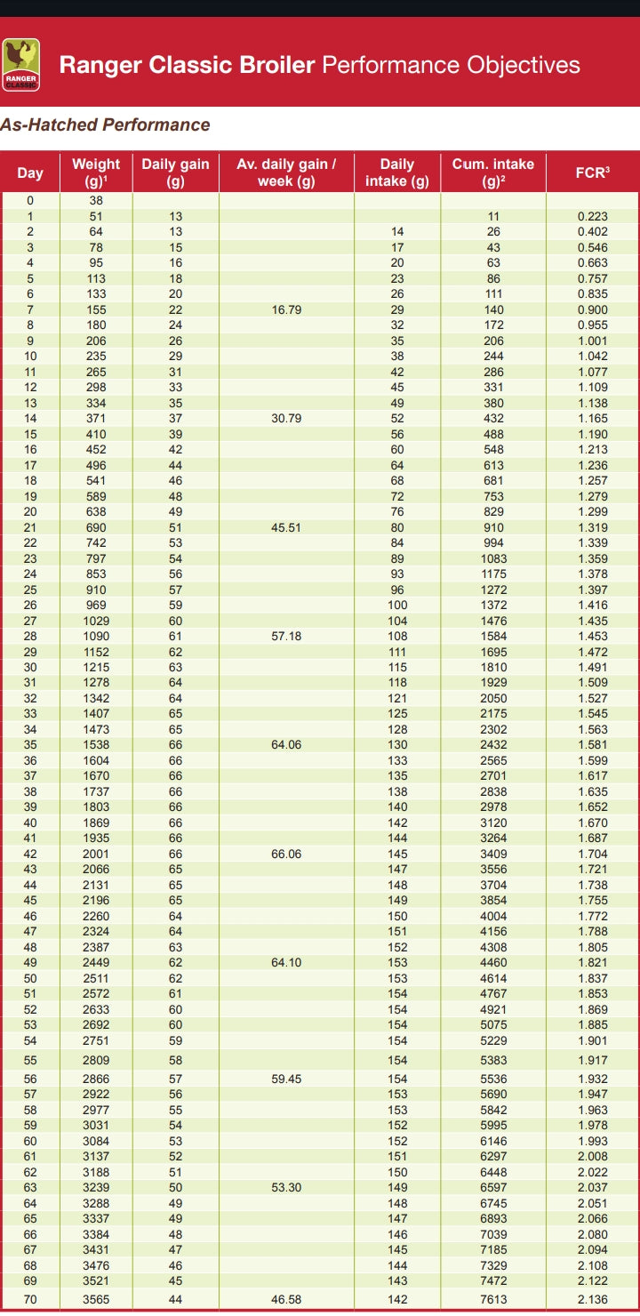 1 Stück langsam wachsende Masthähnchen Küken Ranger Classic, 1-2 Wochen Alt, Broiler, Masthühner, Hähnchen