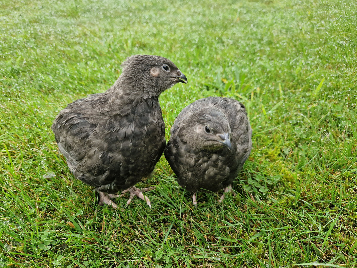 Neu! 12 Wachtelbruteier 8 verschiedene Wachtelrassen, Kombination Wachteleier, Bruteier