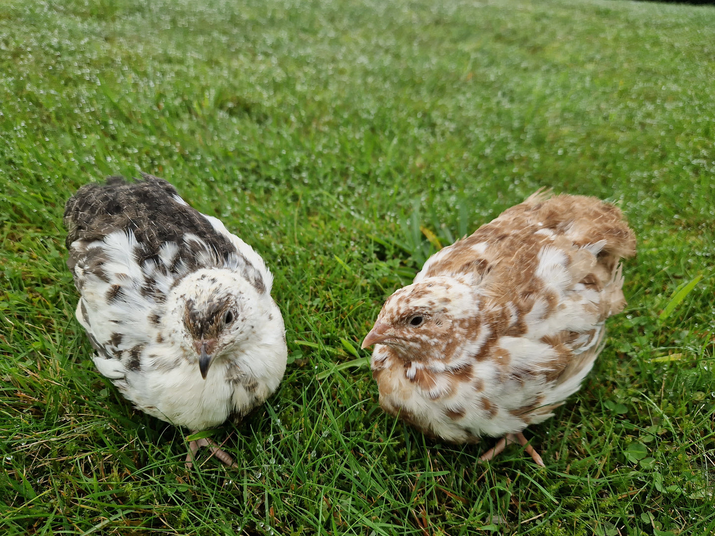 Neu! 12 Bruteier getupfte Legewachteln, schwarz-weiß-getupft, braun-weiß-getupft, Wachtelbruteier