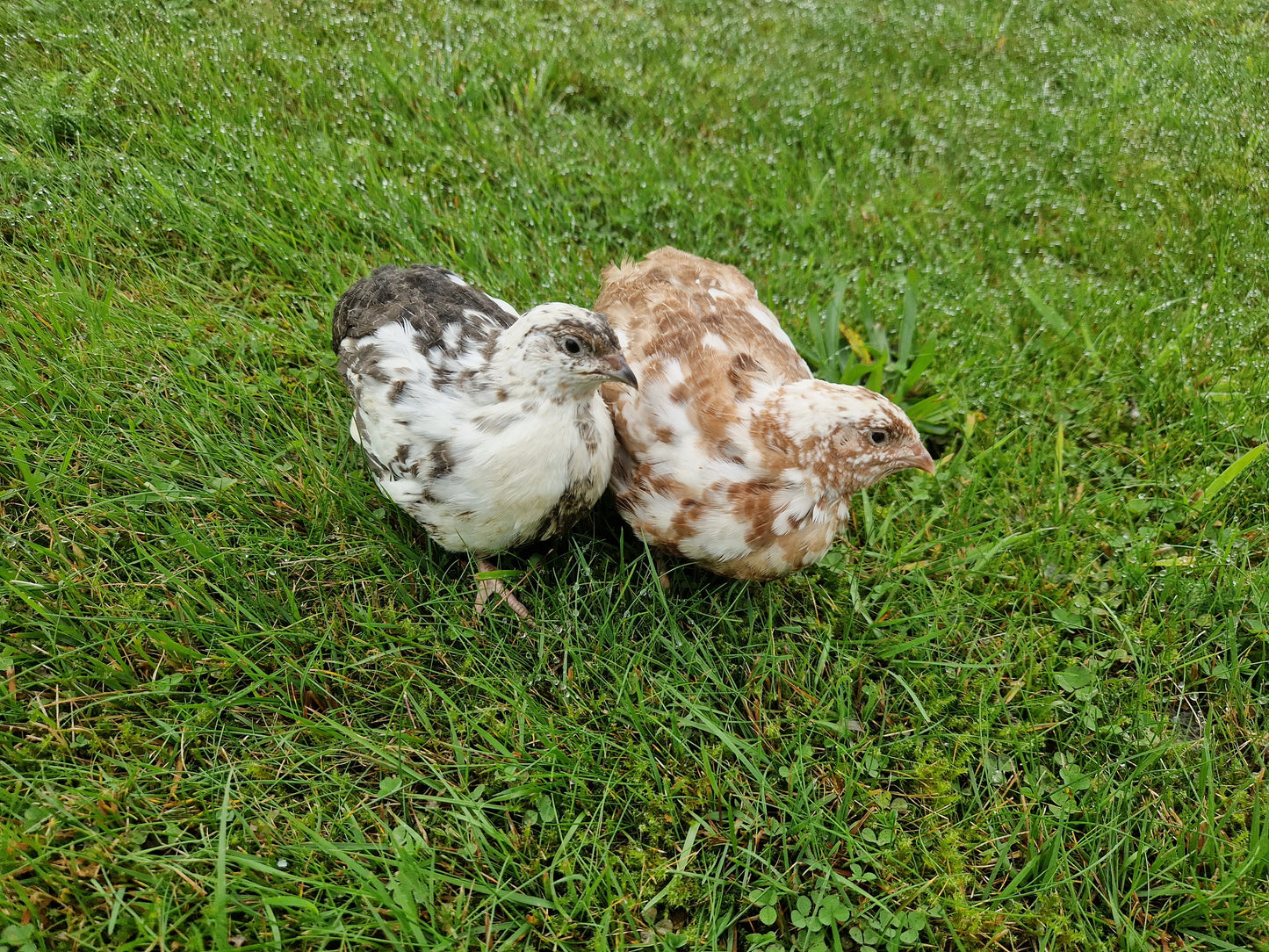 Neu! 12 Bruteier getupfte Legewachteln, schwarz-weiß-getupft, braun-weiß-getupft, Wachtelbruteier