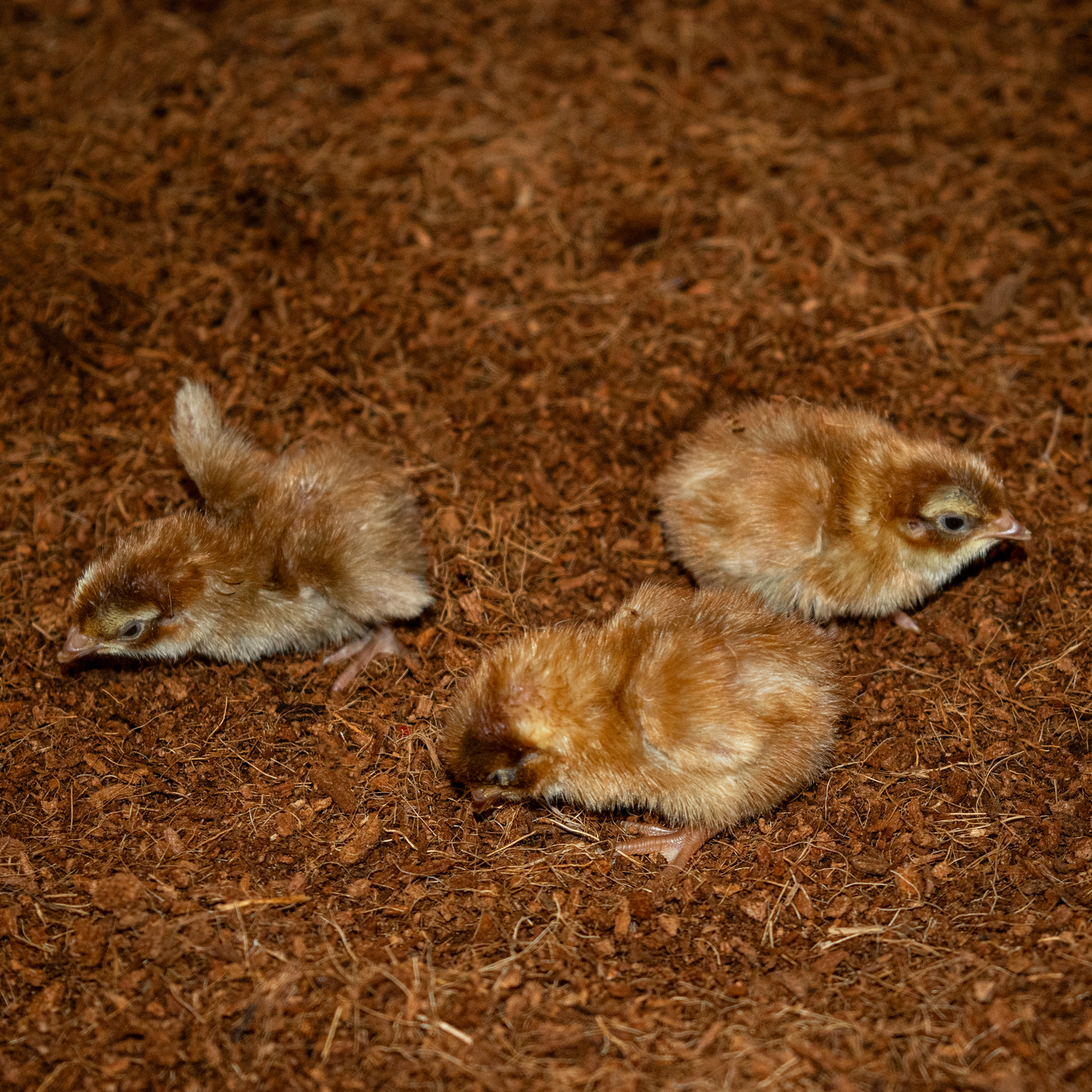 Neu! 12 Bruteier getupfte Legewachteln, schwarz-weiß-getupft, braun-weiß-getupft, Wachtelbruteier