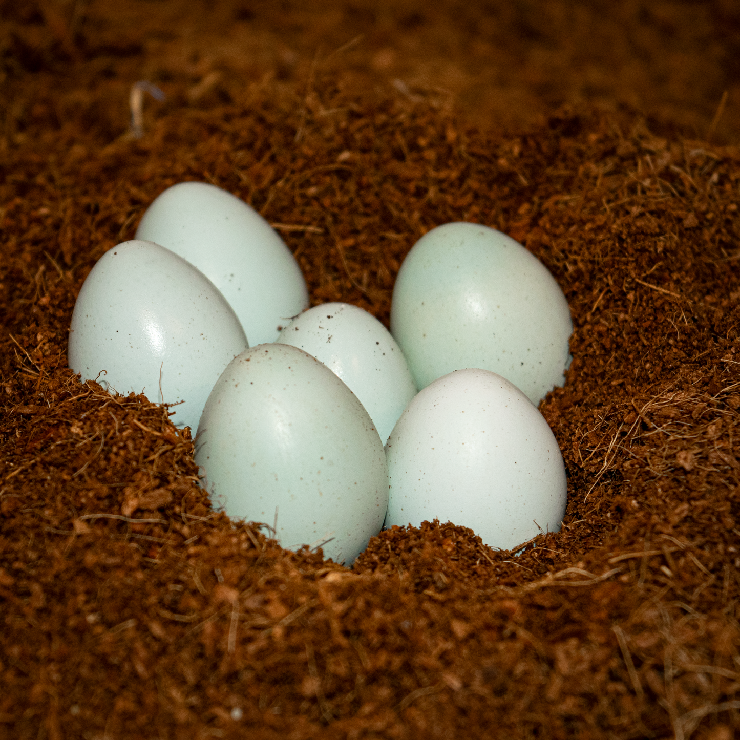 36 Stück Bruteier Celadon Blauleger, Wachtelbruteier, Wachteln, Legewachteln