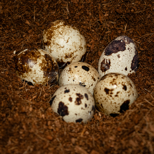 Neu! 12 Wachtelbruteier 7 verschiedene Wachtelrassen, Kombination Wachteleier, Bruteier