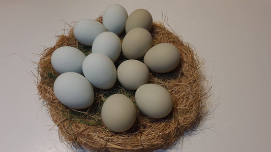 10 Stk. Hühnerbruteier - Grünleger - Blauleger - Olivleger - Legehybride - Bruteier
